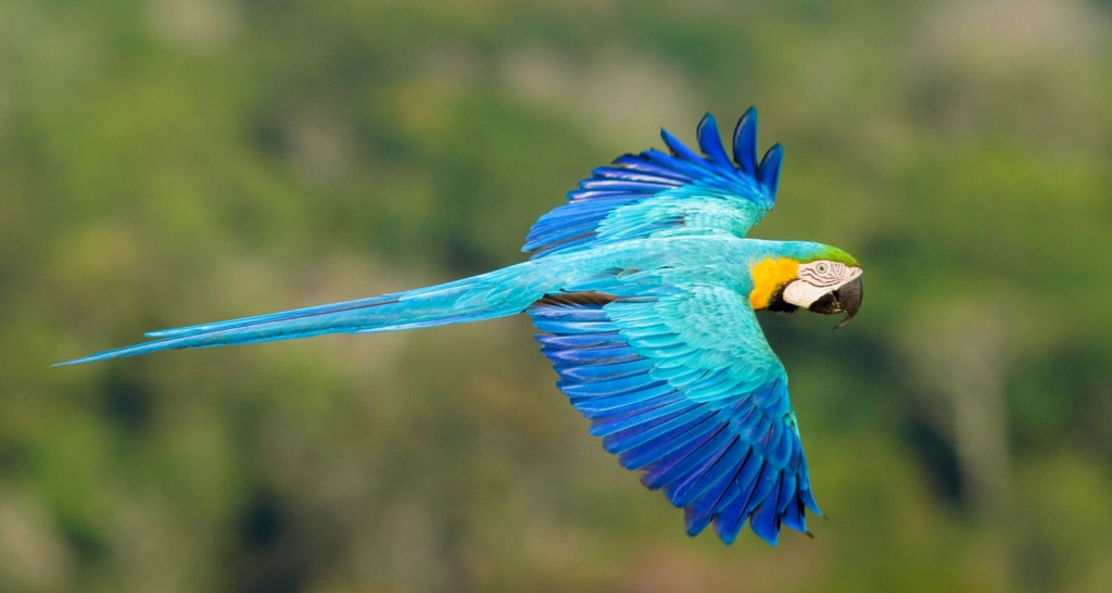 Blue-and-Gold Macaw