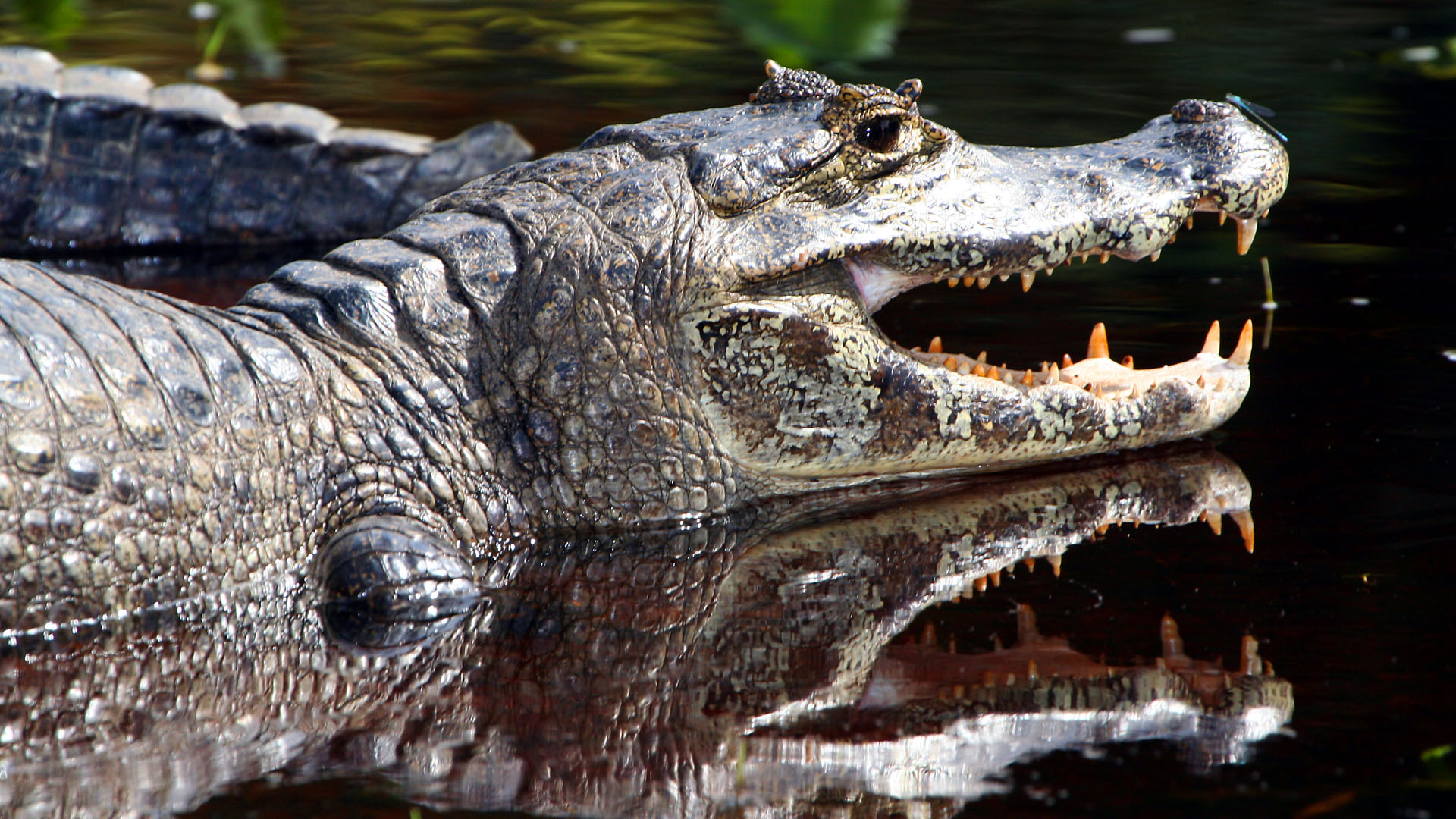 Pantanal Tourism, Brazil - Matueté