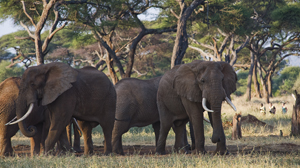 Tarangire Elephants